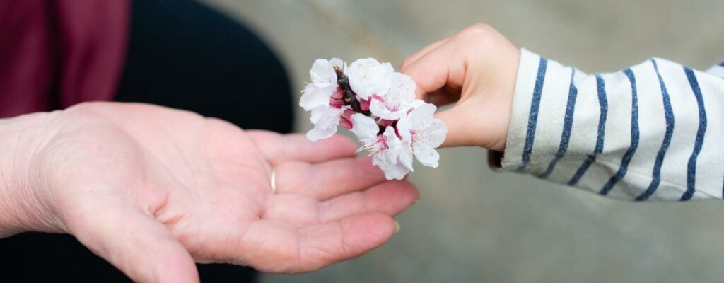 Kirschblüte schenken