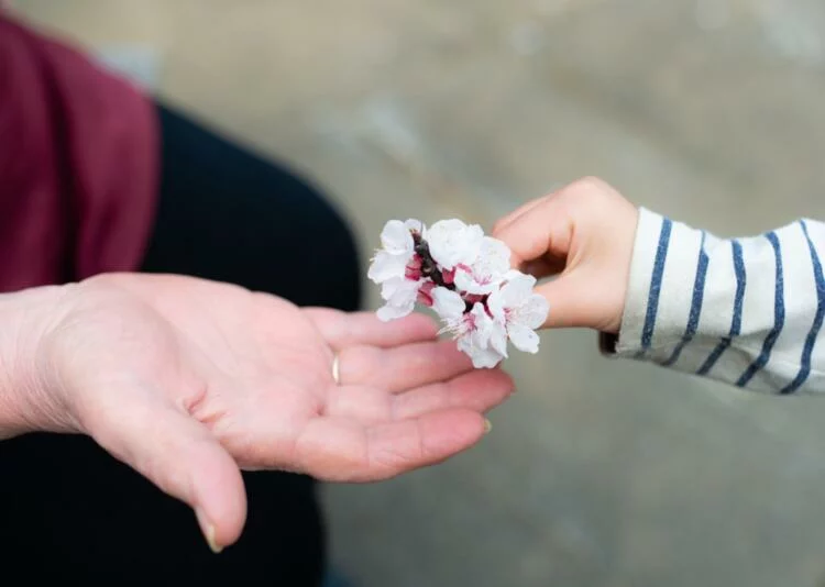 Kirschblüte schenken